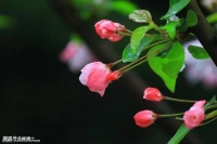 【古诗词鉴赏】唐代诗人岑参《山房春事二首（其二）》诗赏析