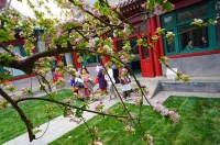 宋庆龄故居内,近300岁海棠花开了,花期仅一周