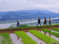 “春影”（289） | 上游主题摄影征稿作品展——万淑兰作品