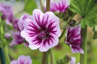 探寻《诗经》里的春光（七）：锦葵