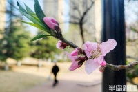 桃花浅开春意浓