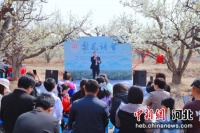 河北高碑店：四月梨花开 梨花诗会来