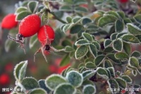 【古诗词鉴赏】唐代诗人温庭筠《商山早行》诗赏析