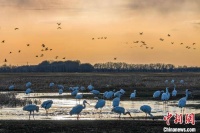 赏内蒙古的“百鸟天堂”