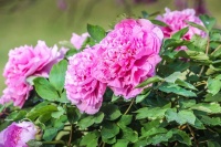 辰山植物园牡丹争奇斗艳，4月中下旬芍药将迎花期