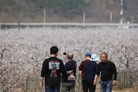 平谷春日赏花：梨花如雪，杏花似霞