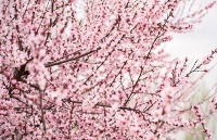 庄浪：桃花盛开春光好