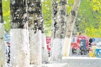 防治花粉飞絮 远离“会呼吸的痛”