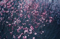 组图丨甘肃榆中：杏花绽放春意浓