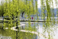 【古诗词鉴赏】唐代诗人杨巨源《城东早春》诗赏析