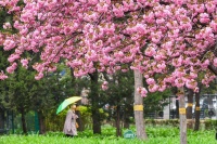 春风花草香：方庄体育公园春景如画