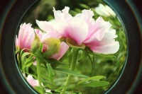 山东好景｜济南：牡丹乍开艳“泉城”