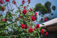 诗词丨最美人间三月三，花开花落俱欢颜