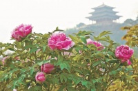 景山公园国色天香