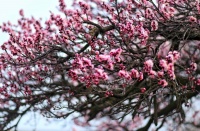 春到榆中：杏花枝头笑