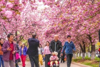 樱花林下共倡全民阅读！顺义牛栏山延续“阅读在四季”