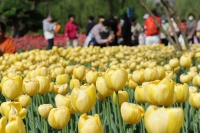 中国赏花目的地：花卉文旅不要“困在春天里”