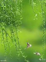 【古诗词鉴赏】明朝诗人高珩《春日杂咏》 诗赏析