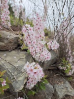 开得这么努力的花