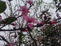 景致记录：云南丽江解脱林东堂，木公设宴款待徐霞客，共八十道菜