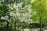 视觉江苏丨无锡滨湖：春日，与木绣球共舞一曲