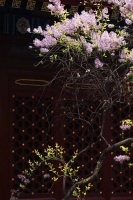 丁香诗会丨以诗为会，“香”聚法源