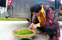 湖北利川：茶香山坡采摘忙