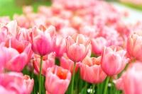 汪缘堂：面对焦虑，官杀重的人有两条可走的路