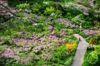 “春影”（314） | 上游主题摄影征稿作品展——杨学兰作品