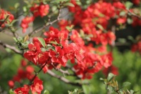 探寻《诗经》里的春光（十）：贴梗海棠