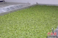 年轻人热衷茶文化 湖南茶文化节打开喝茶新方式