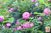 自贡贡井：蔷薇花开 人间温柔亦浪漫