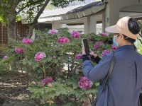 国家植物园牡丹科技文化展开展，200余种牡丹盛放