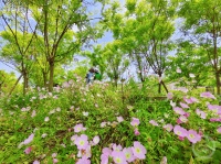 “春影”（332） | 上游主题摄影征稿作品展——万淑兰作品