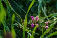 谷雨诗词丨沐一场人间春色，听一曲雨落情长