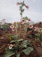 一洗胸中尘——地黄