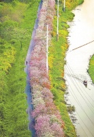 广州花都“花田故事”里的绿色传承