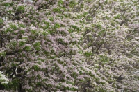 东风吹来楸叶旺 人间醉是四月天