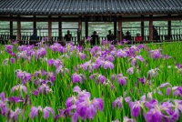 “春影”（337） | 上游主题摄影征稿作品展——冉小军作品