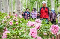 顺义仁和公园牡丹展开幕，1.4万余株牡丹进入盛放期