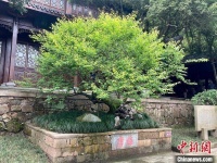 西泠印社杭州超山雅集 纪念吴昌硕诞辰180周年