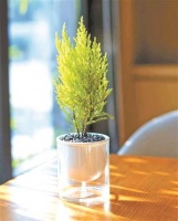 一盆香松的领悟