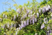 视觉江苏丨宿迁宿城：紫藤花开春意浓