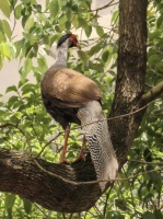 太美了！“林中仙子”惊现派出所，他们“秒”出警！
