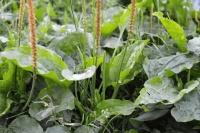 探寻《诗经》里的春光（十一）：车前草