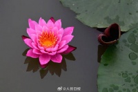 收藏美好！春日睡莲绽放宛若花灯