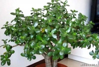 这四种吉祥树，摆家里富贵大气上档次，谁看了都喜欢