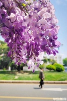 紫藤花开，灿若云霞