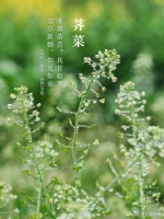 长沙春天里的野菜你都认识吗？