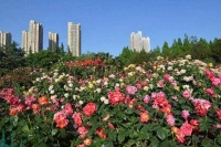 50万株月季花开成“海”，郑州全城“花事”来了